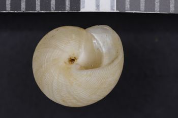 Media type: image;   Malacology 89661 Description: Image of dry shell. Photographed for a researcher request.;  Aspect: BAS